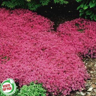 Red Creeping Thyme Thumbnail